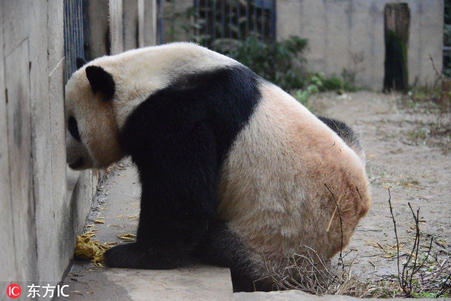 熊猫保护与研究进展的最新消息