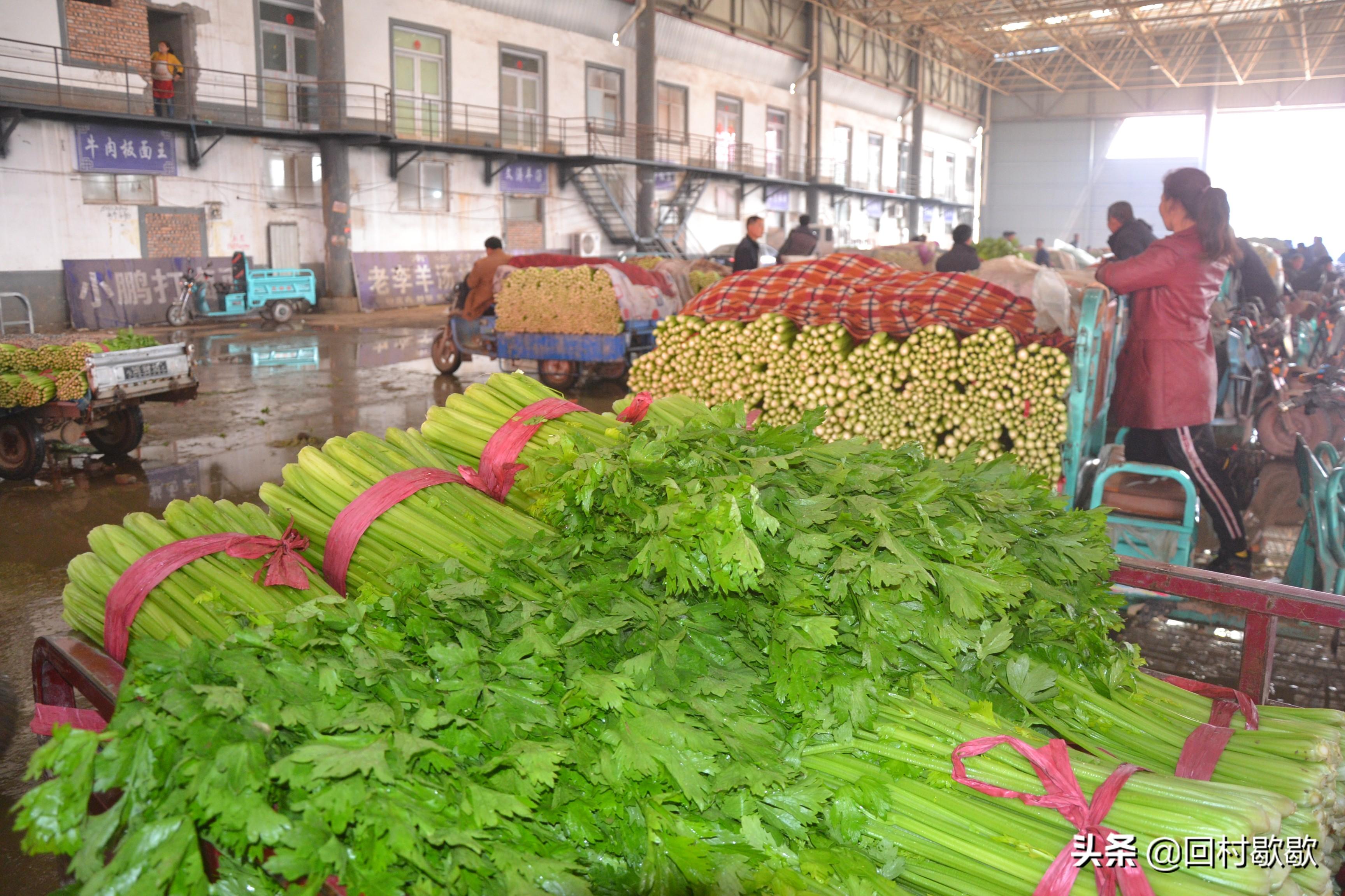 最新生菜价格走势及影响因素解析